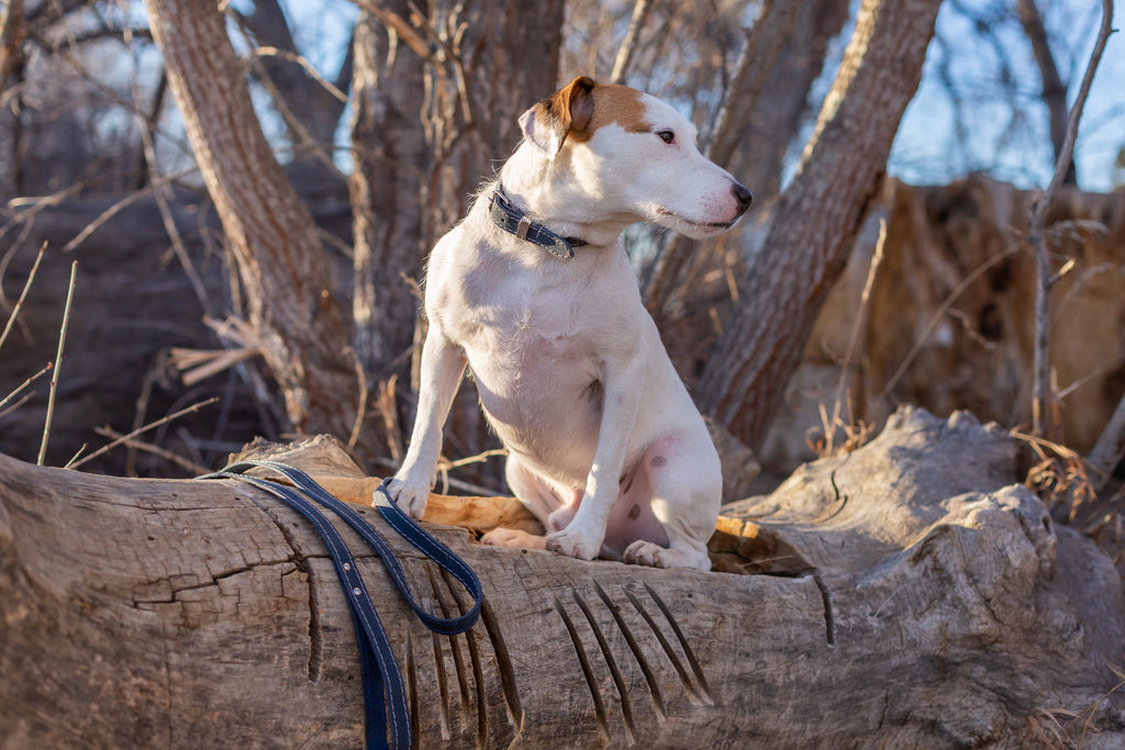 Pro Line Leather Hunting Dog Leash